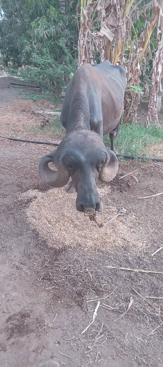 પાડો