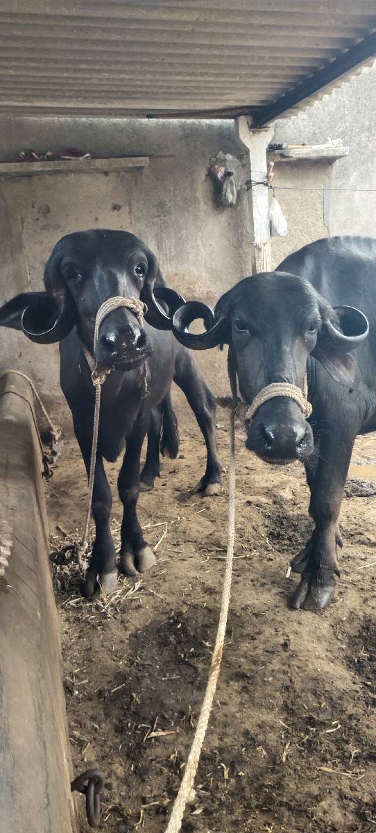 બે ખડેલા વેચવાના છે