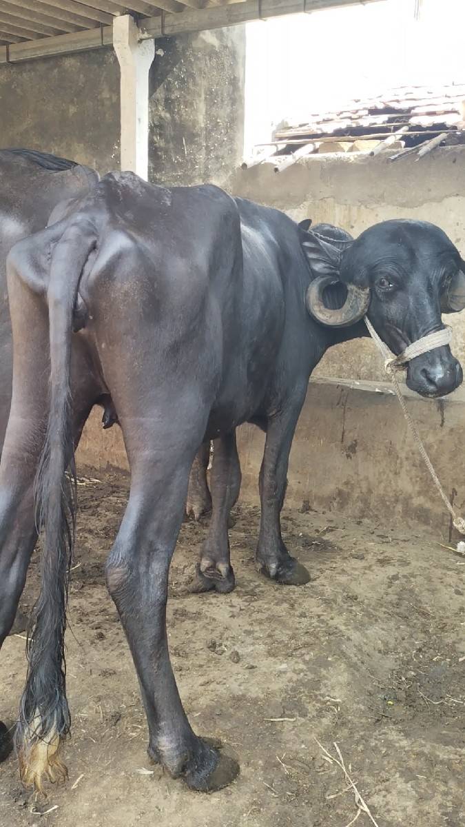 બે ખડેલા વેચવાના છે