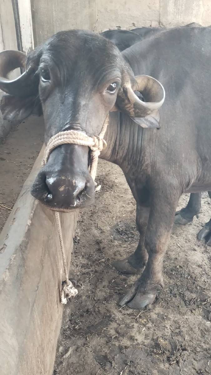 બે ખડેલા વેચવાના છે