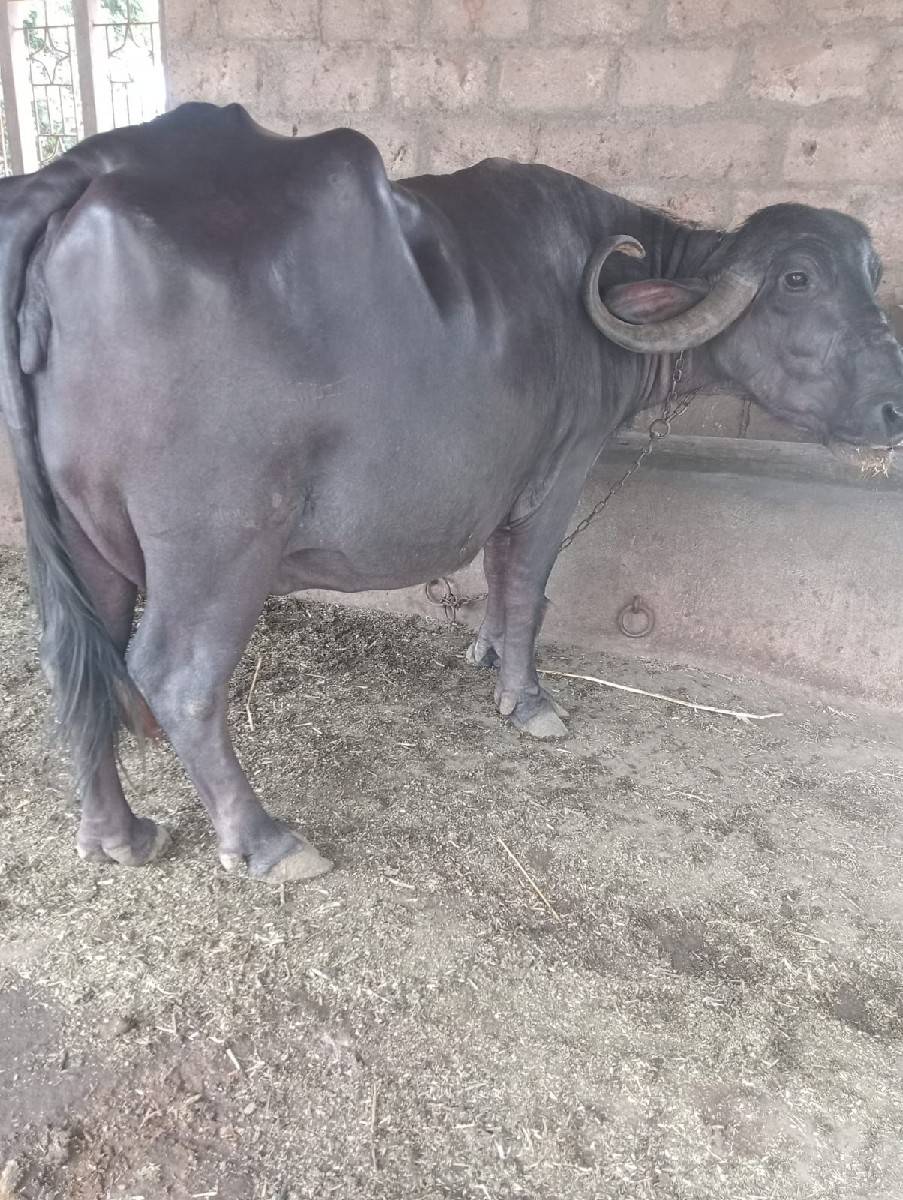 ભેંશ વેચવાની છે