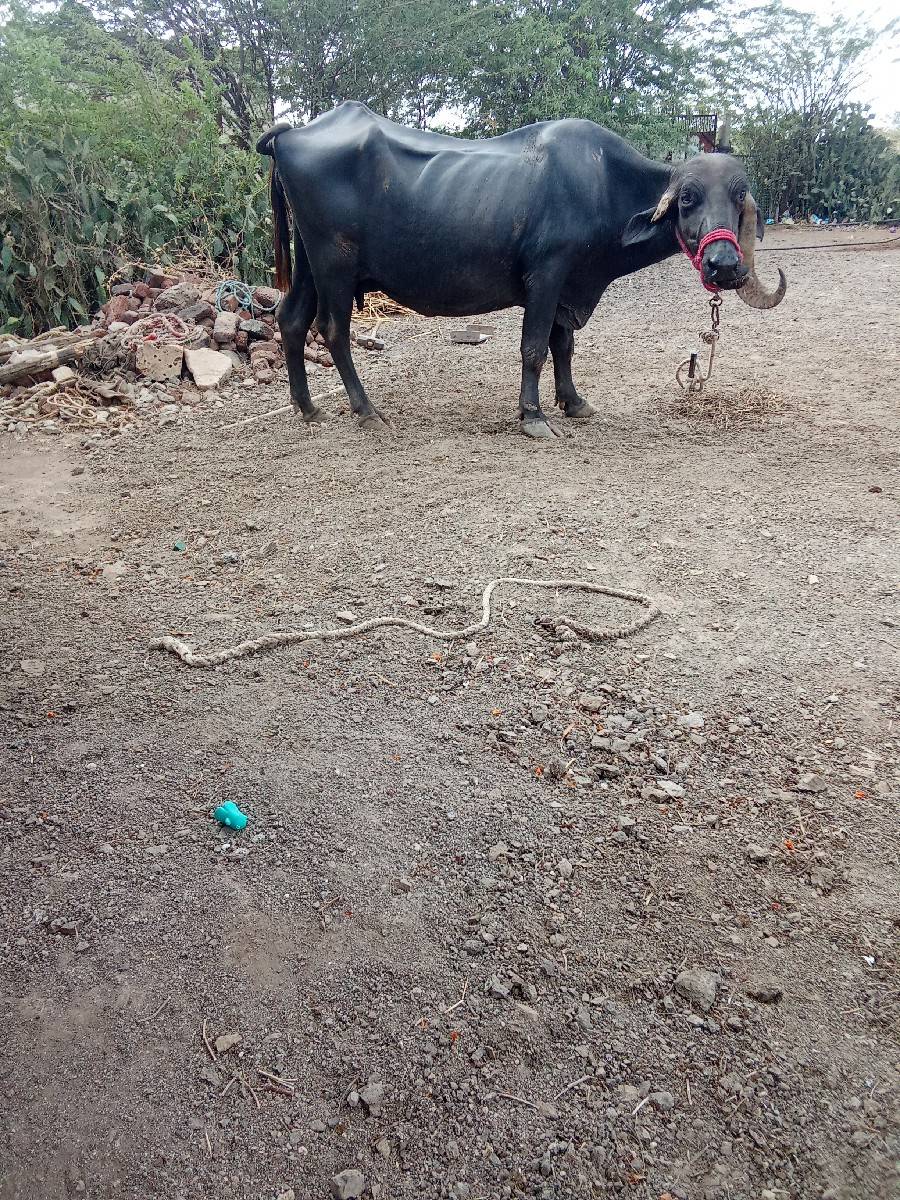 ભેંસ વેચવાની છે