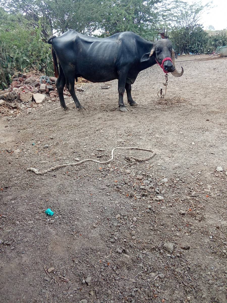 ભેંસ વેચવાની છે