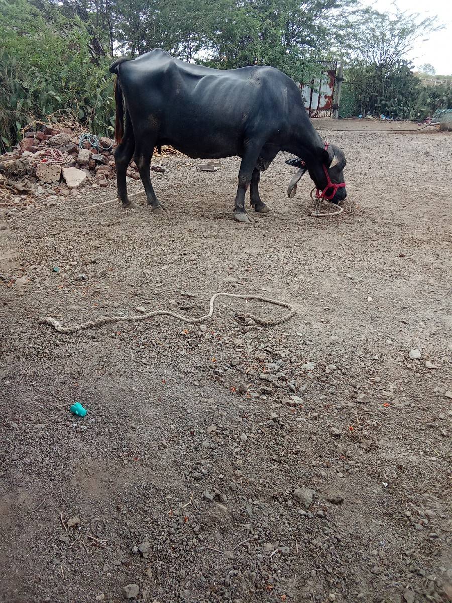 ભેંસ વેચવાની છે
