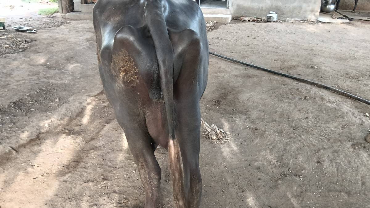 પેલો વેધર કરેલી વેચવાની
