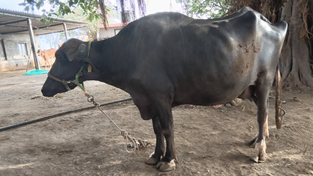 પેલો વેધર કરેલી વેચવાની