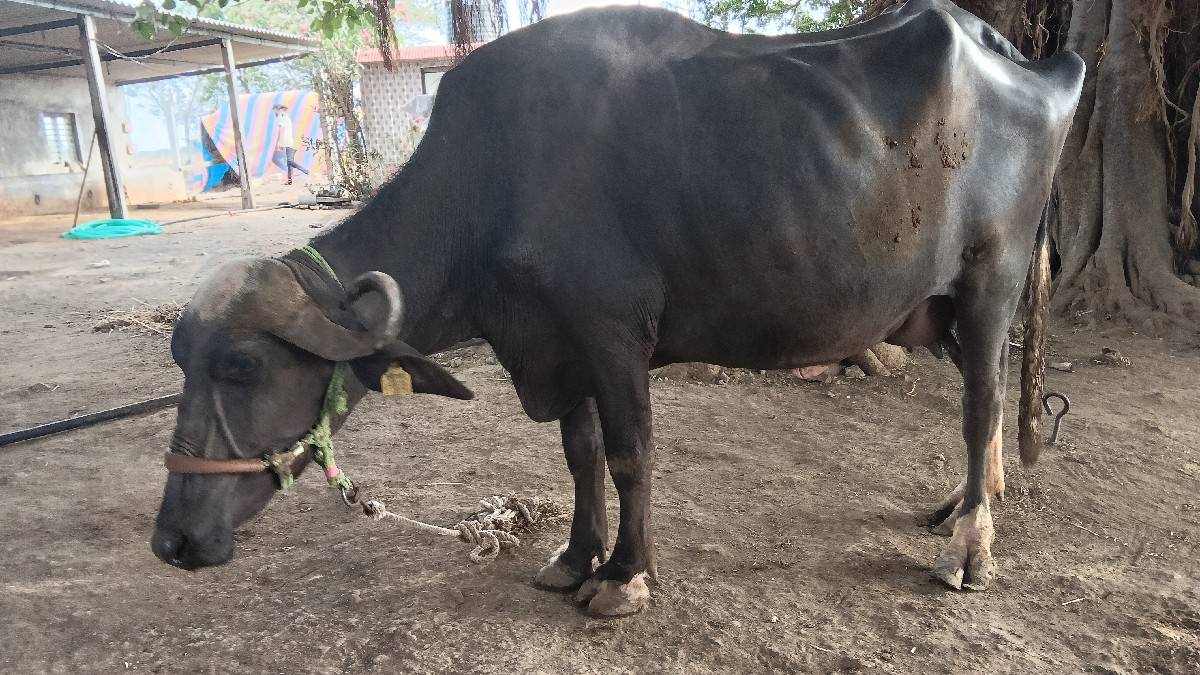 પેલો વેધર કરેલી વેચવાની