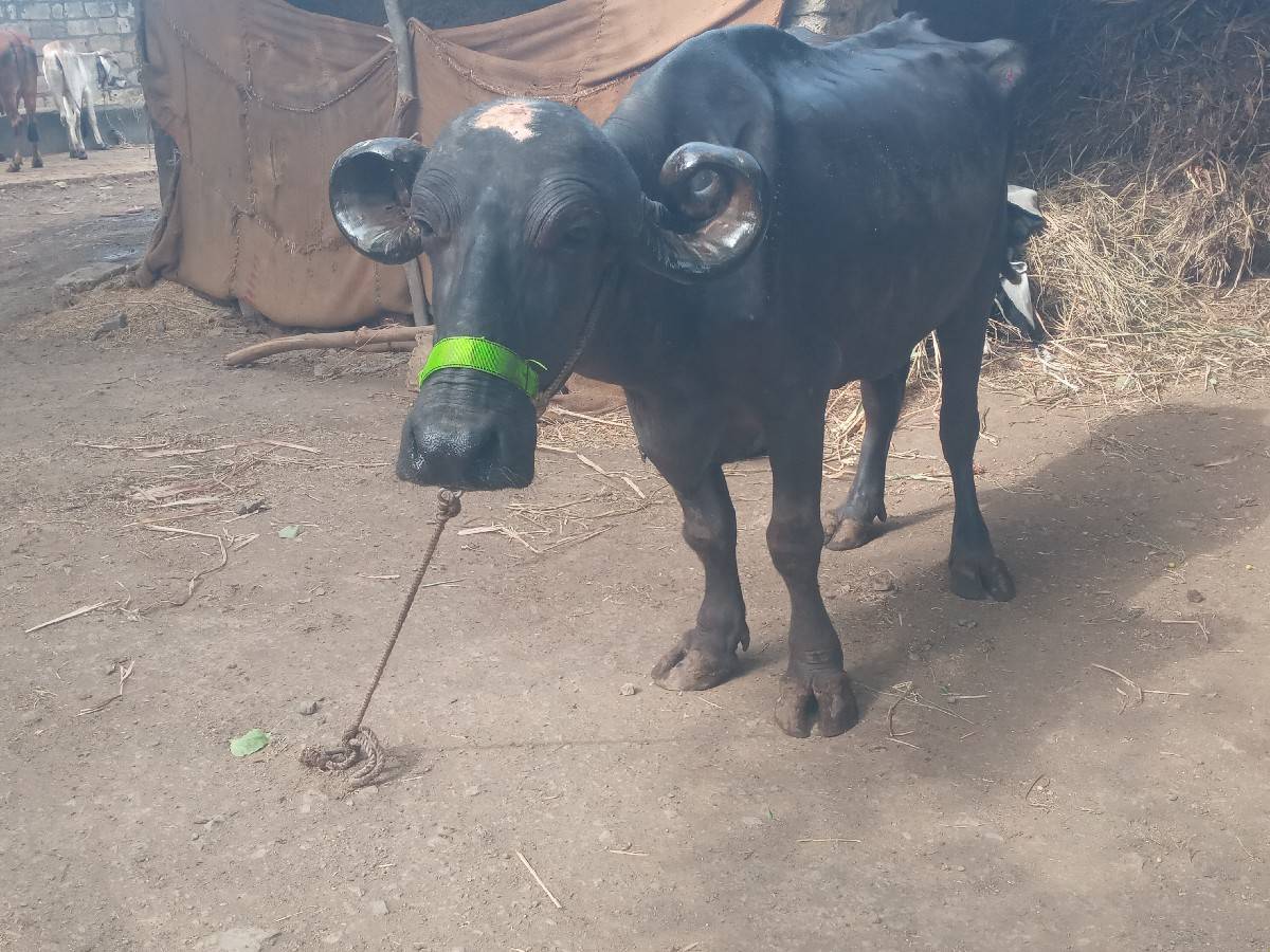 અ ભેસ વેચવા ની છે