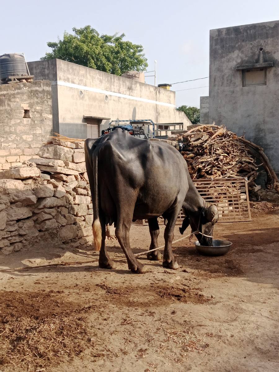 ભેંશ વેચવાની છે