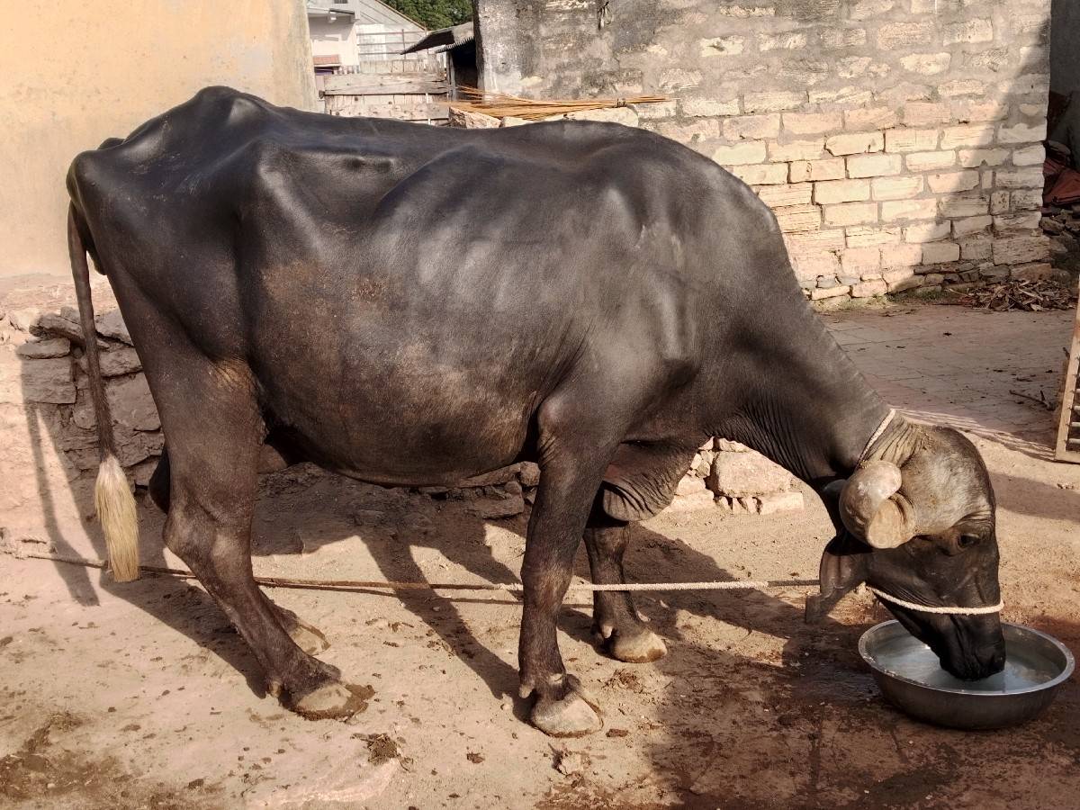 ભેંશ વેચવાની છે
