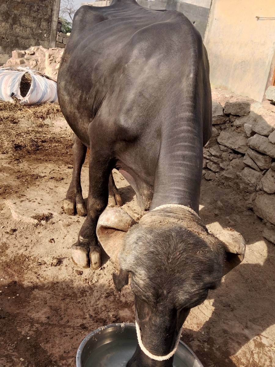 ભેંશ વેચવાની છે