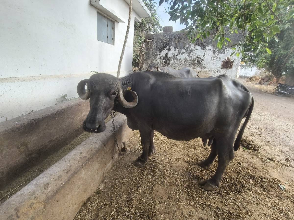 ભેસ વેચવાની છે