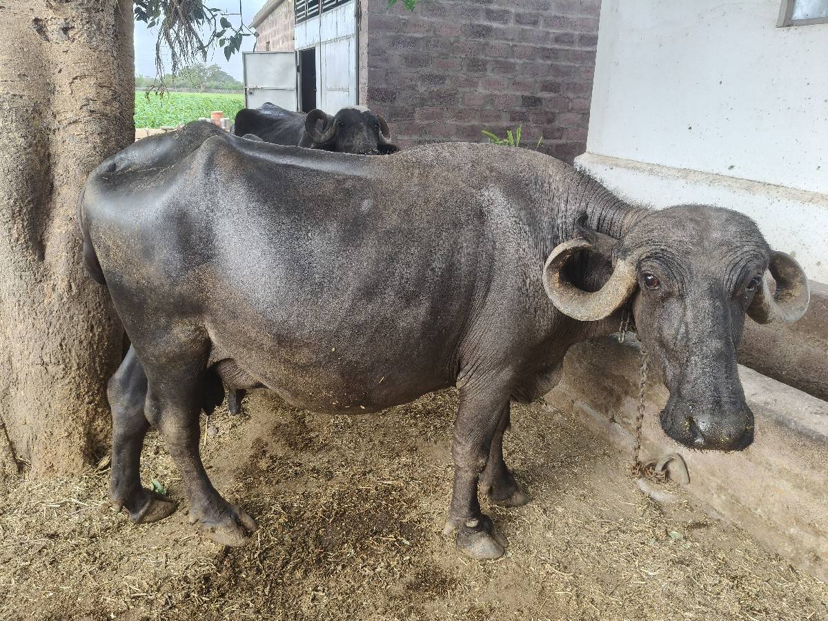 ભેસ વેચવાની છે