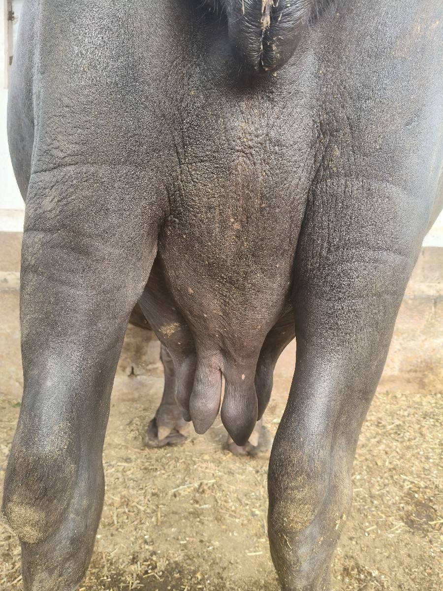 ભેસ વેચવાની છે
