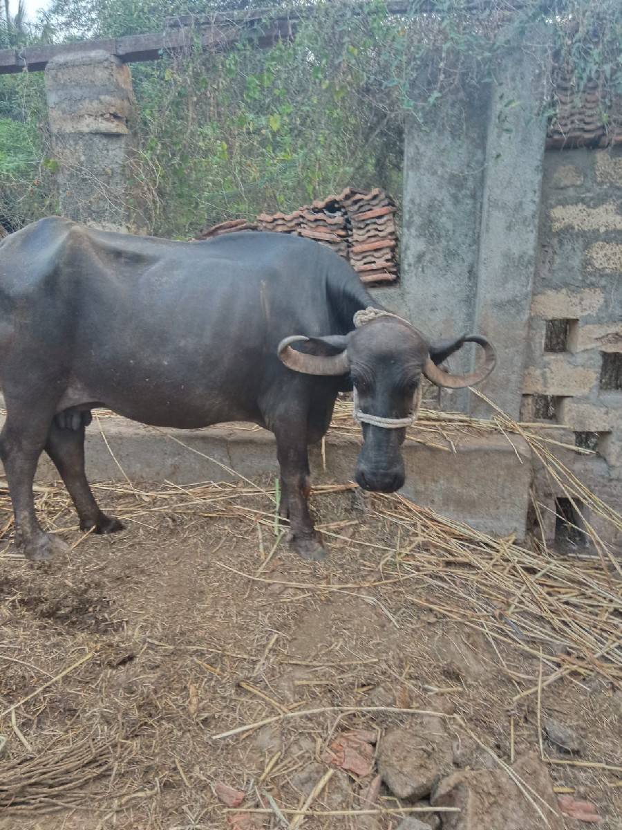 વેચવાની છે