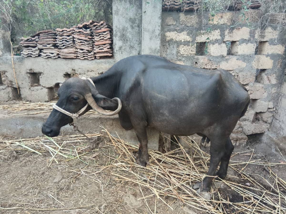 વેચવાની છે