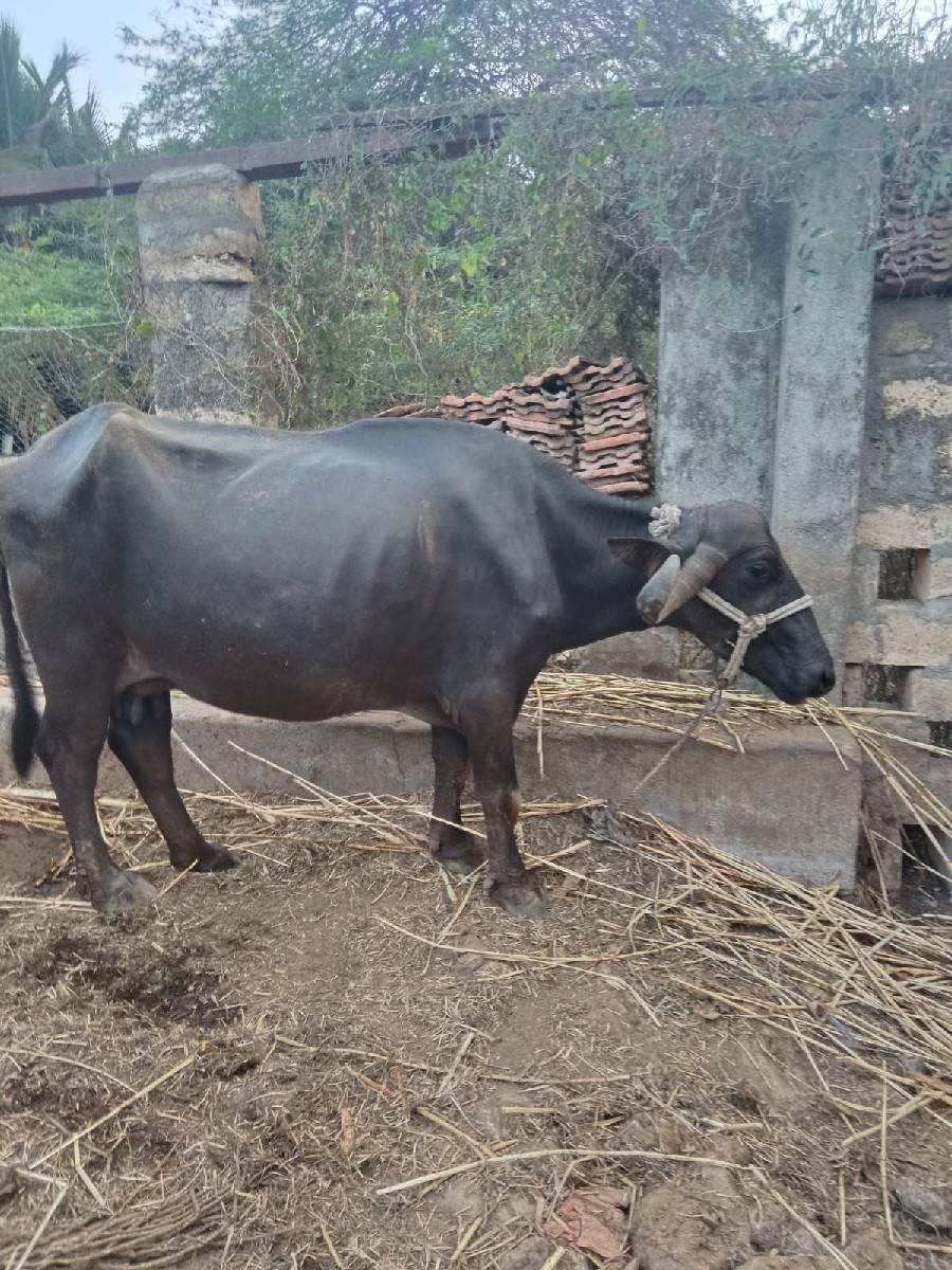 વેચવાની છે