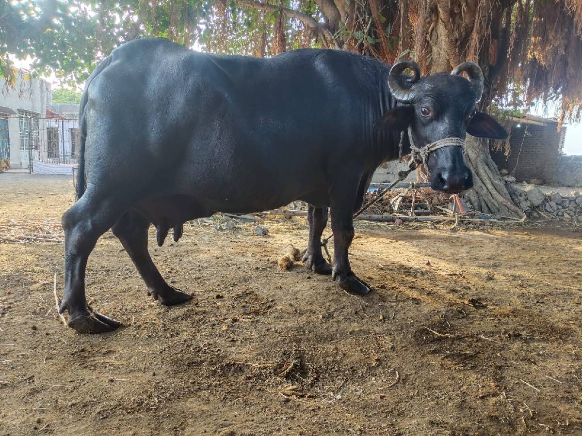 ભેંસ વેચવાની છે