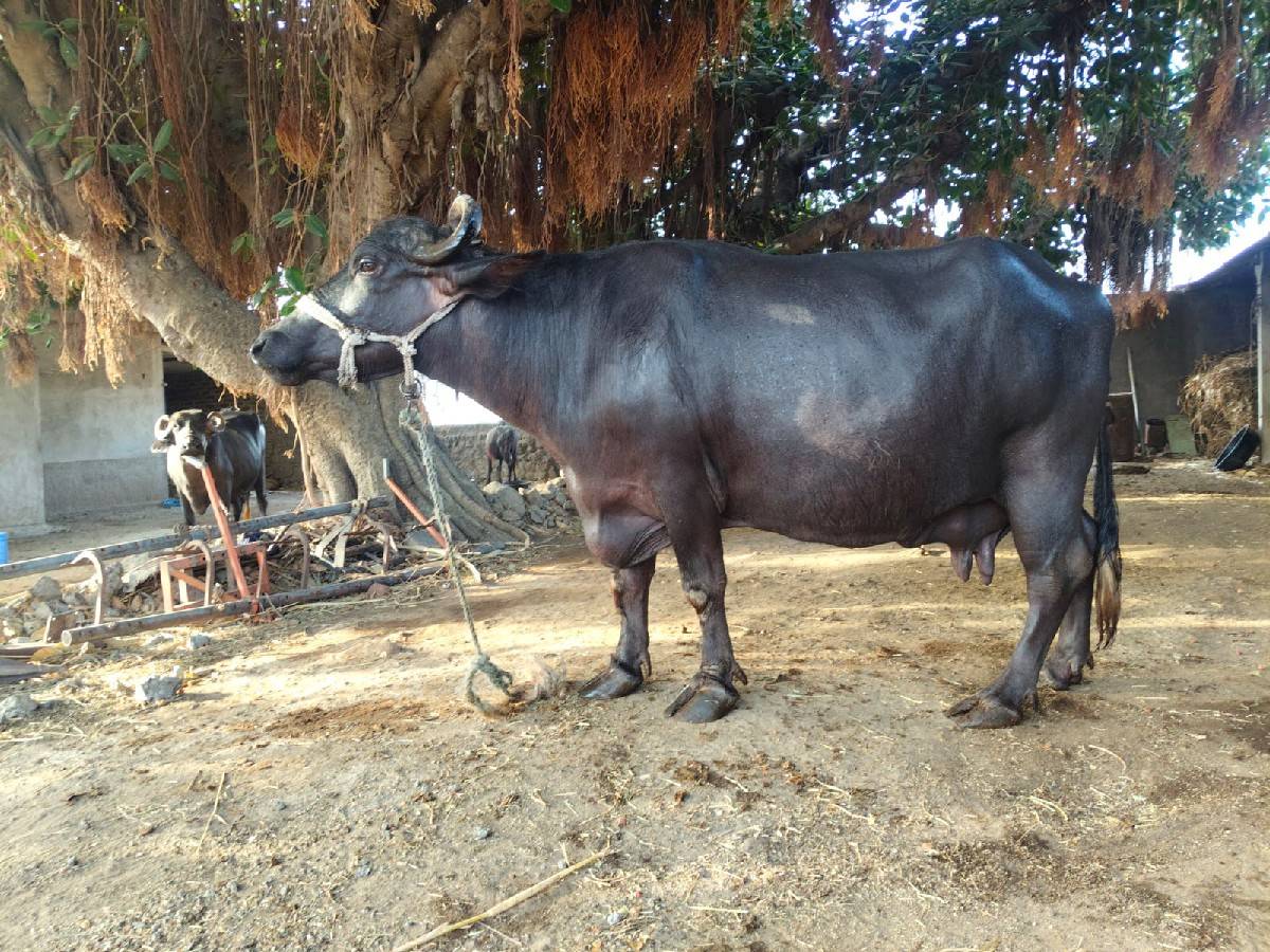 ભેંસ વેચવાની છે