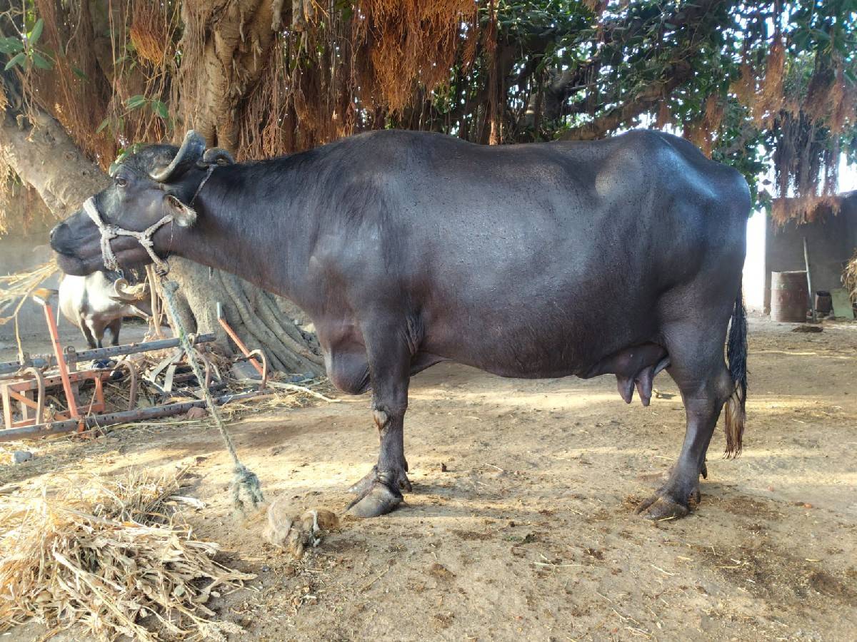 ભેંસ વેચવાની છે