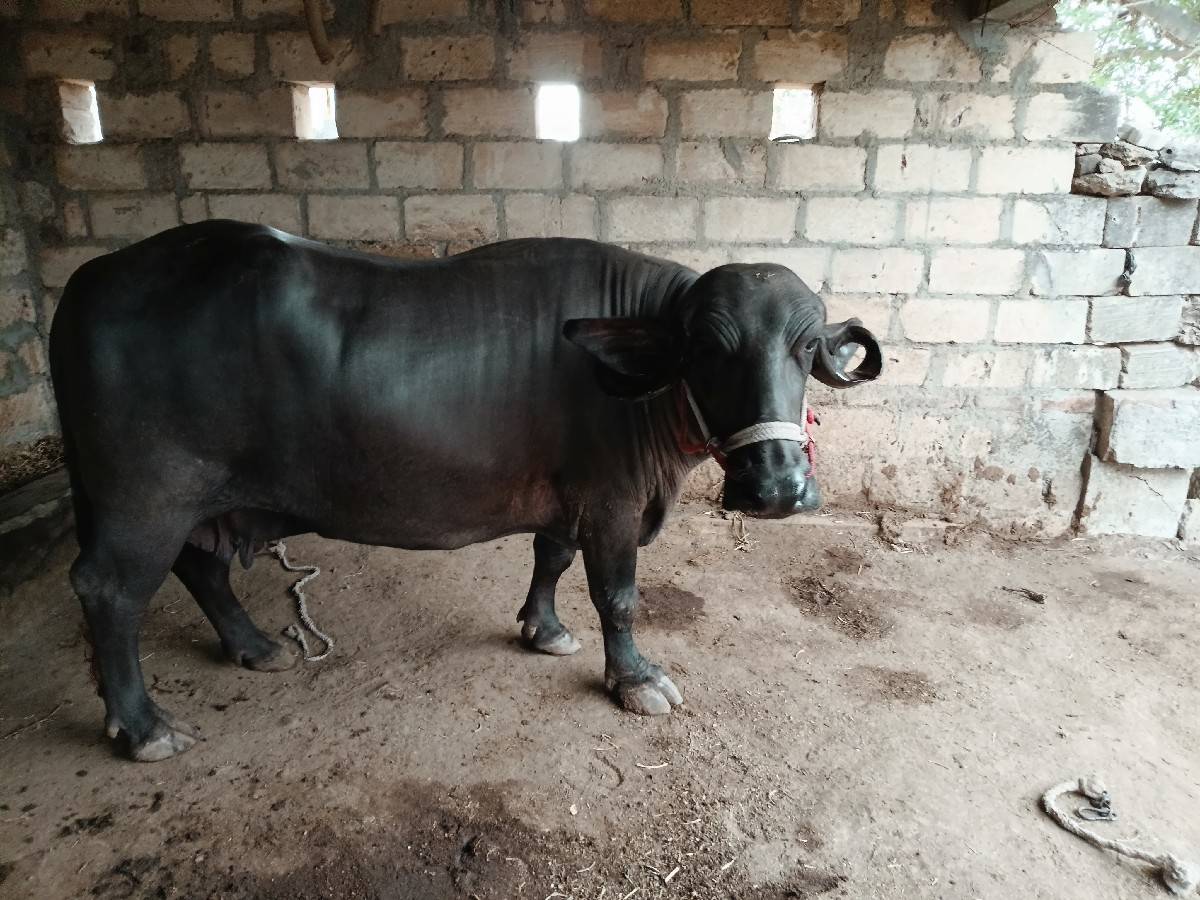 ભેંશ વેચવાની છે બધી જવાબદારી થી