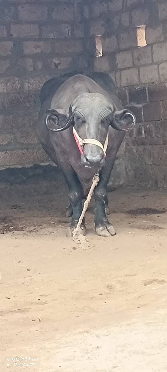 ભેંશ વેચવાની છે બધી જવાબદારી થી