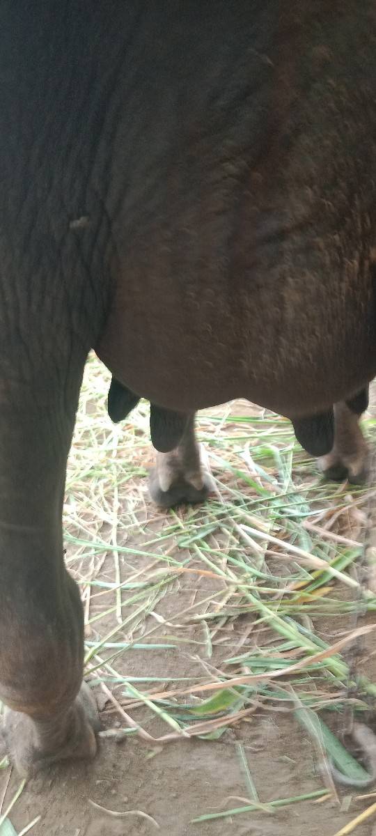 ખડેલી વેચવાની છે