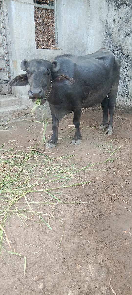 ખડેલી વેચવાની છે