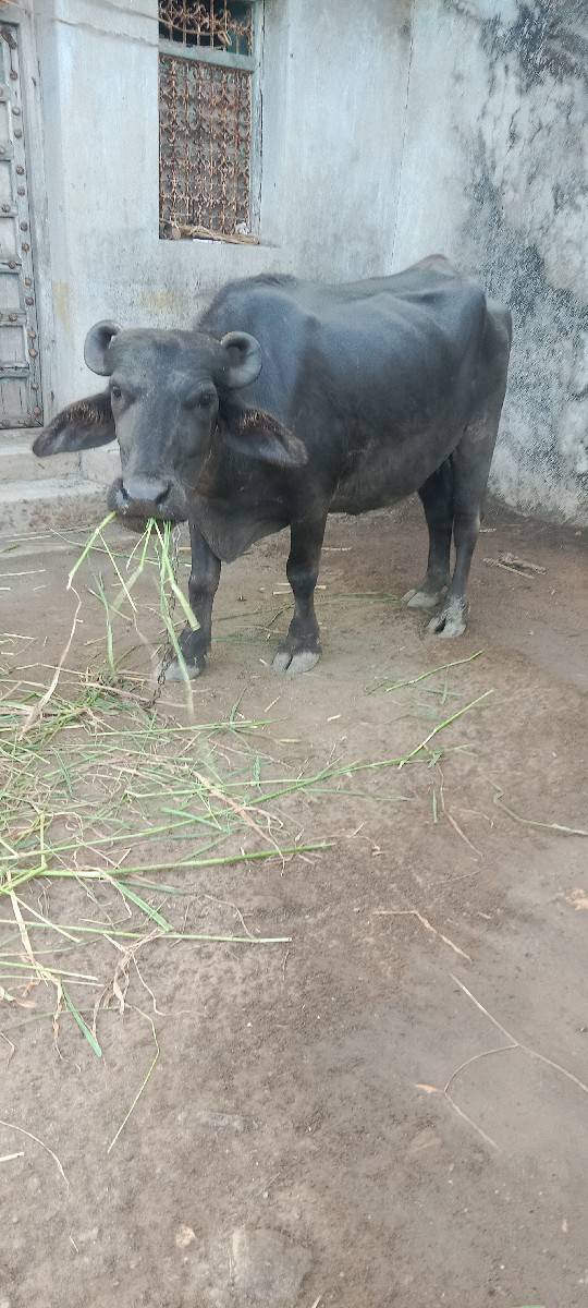 ખડેલી વેચવાની છે