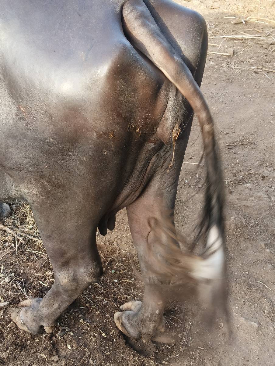 વેચવાની છે