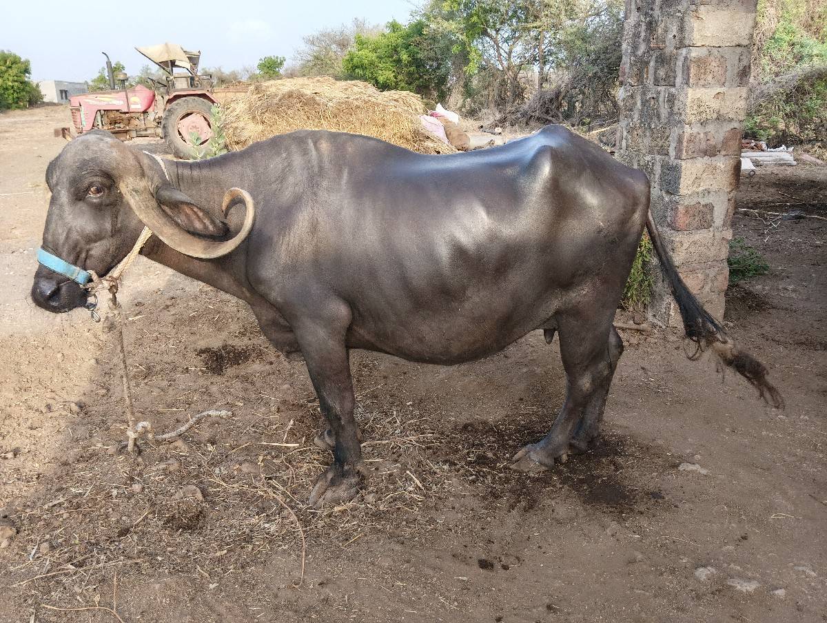 વેચવાની છે