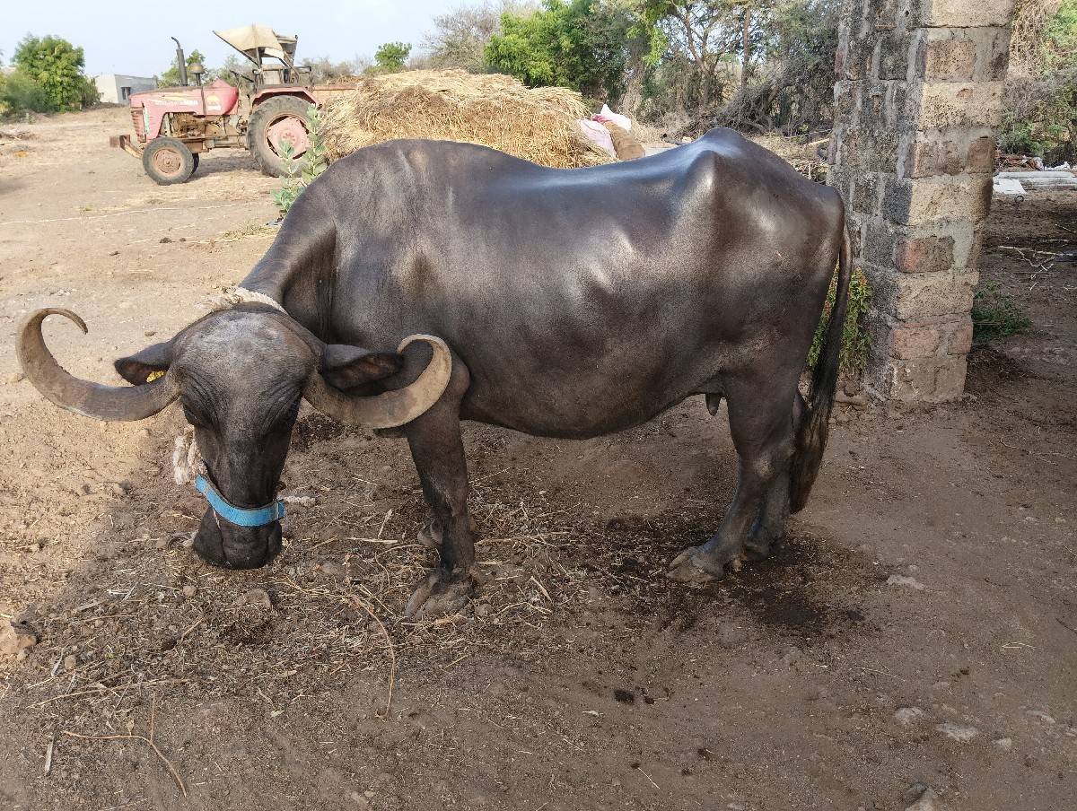 વેચવાની છે