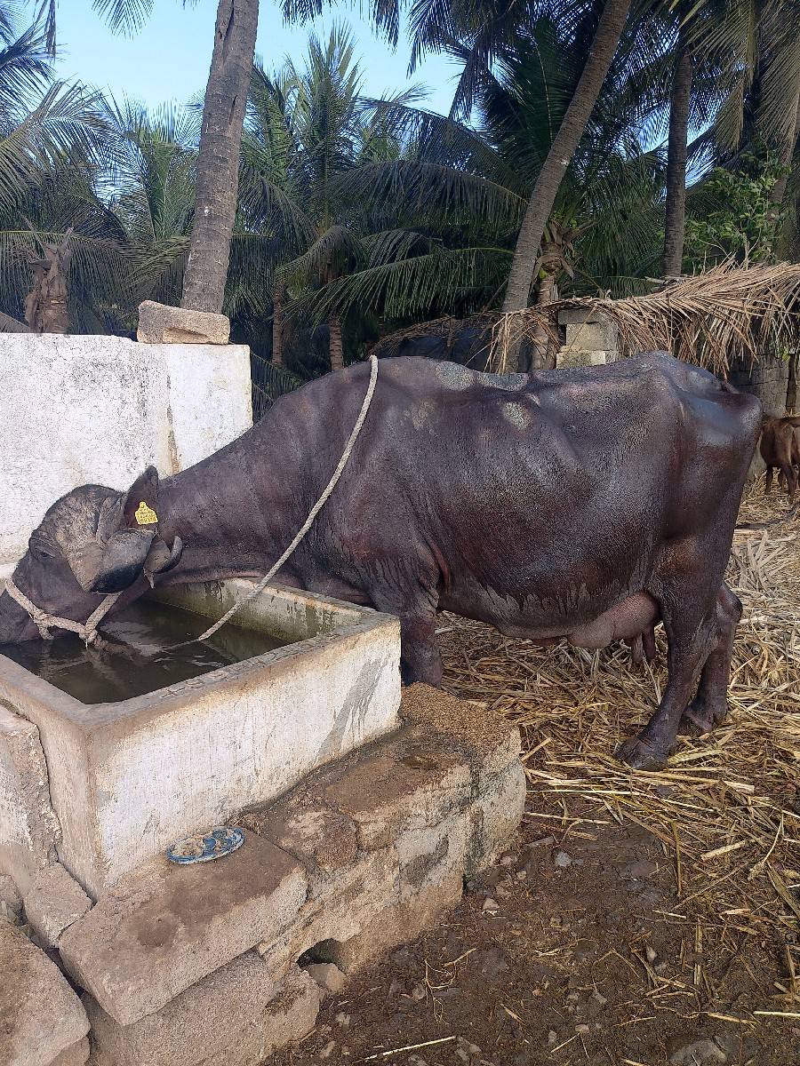 ભેંસ વેચવાની છે