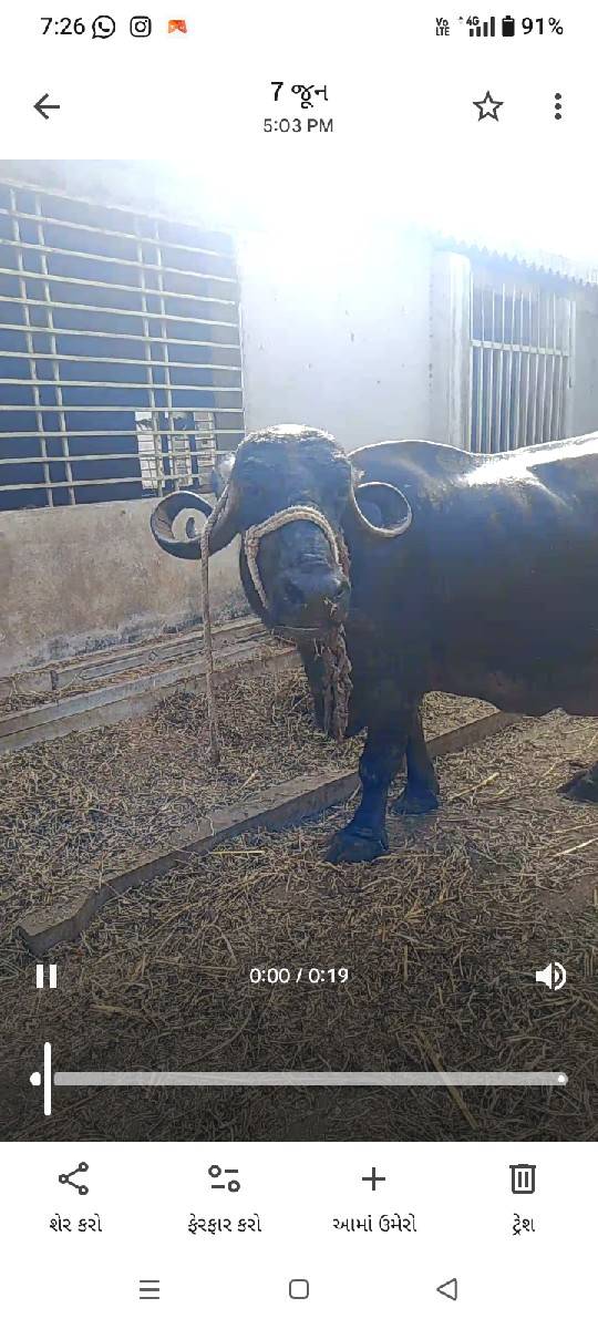 ભેંસ વેચવાની છે