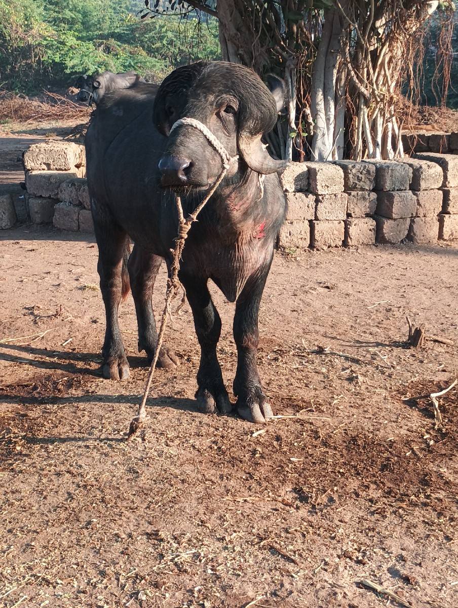 Ramsur