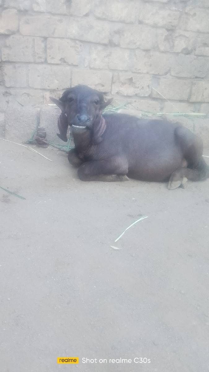 વરસ વરસદીની બે પાડી