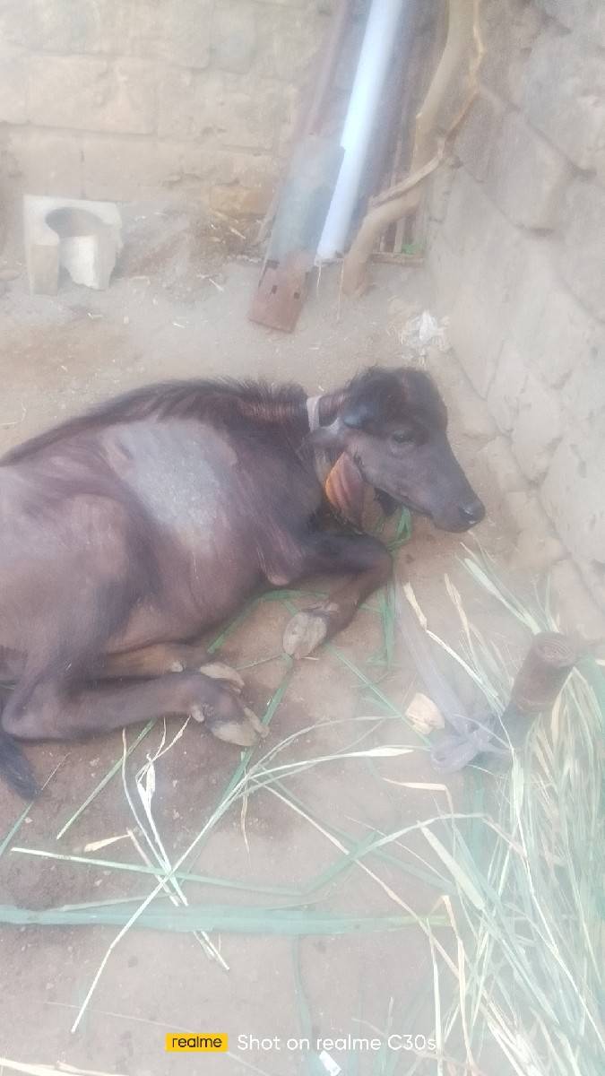 વરસ વરસદીની બે પાડી