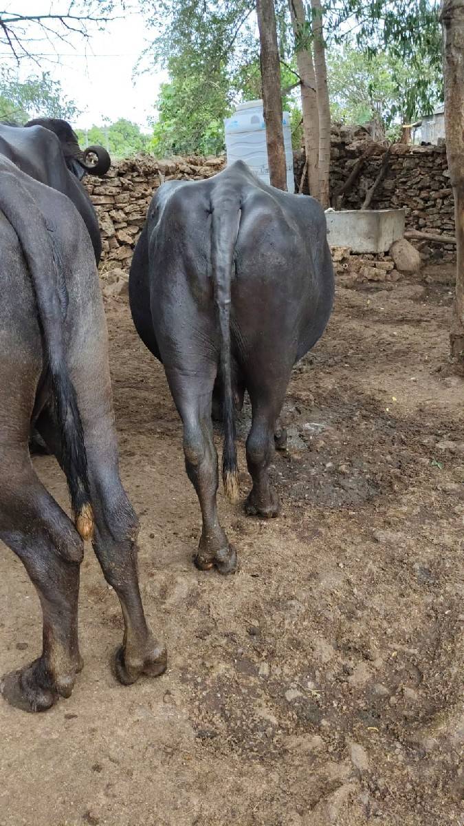 ભેંસ વેચવાની છે