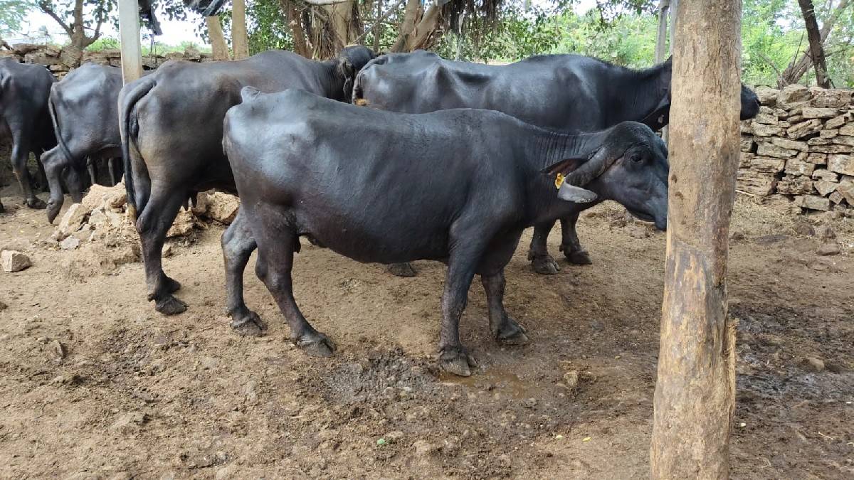 ભેંસ વેચવાની છે