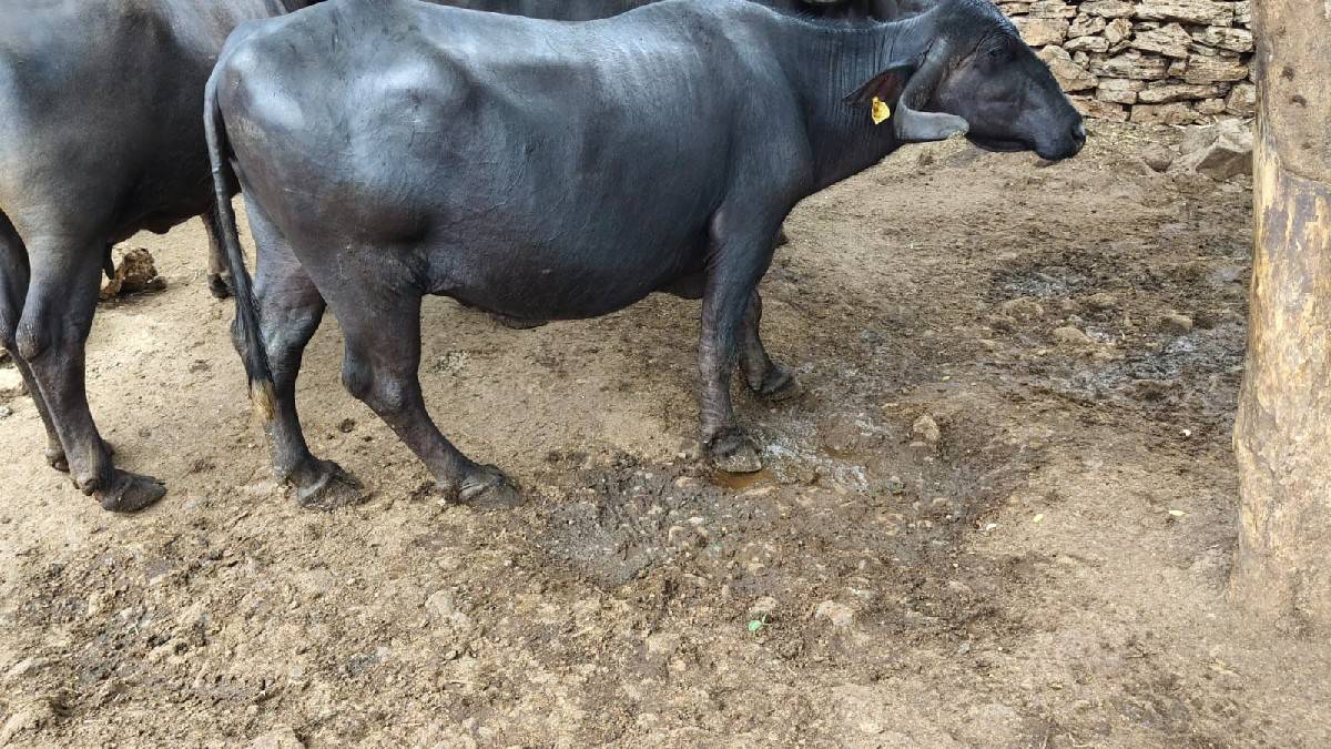 ભેંસ વેચવાની છે