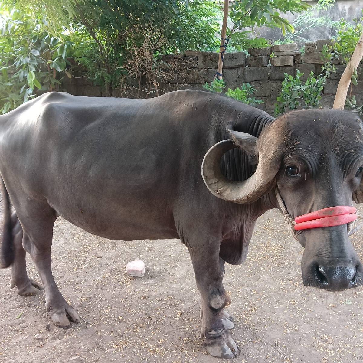 ખળેલી