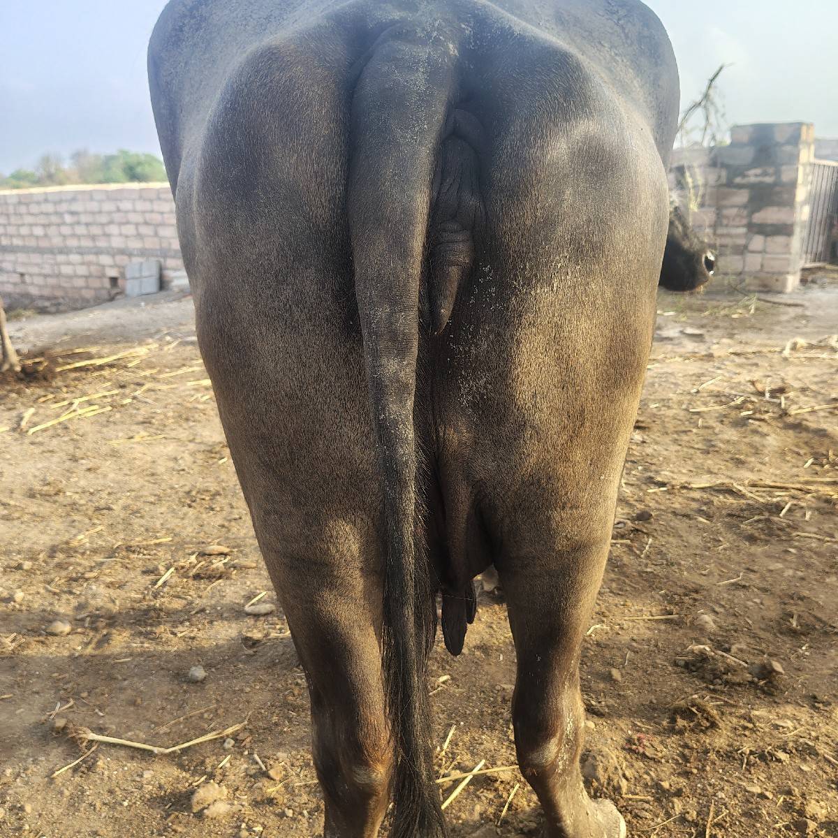 ભેંસ વેચવાની છે