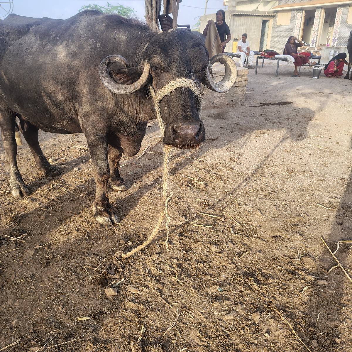 ભેંસ વેચવાની છે