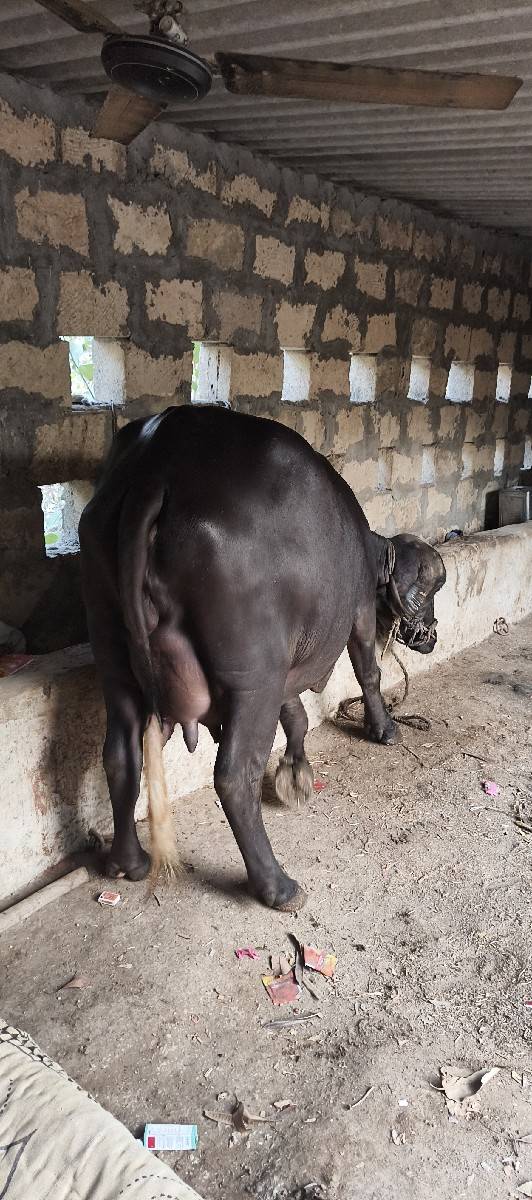 sanj savar she