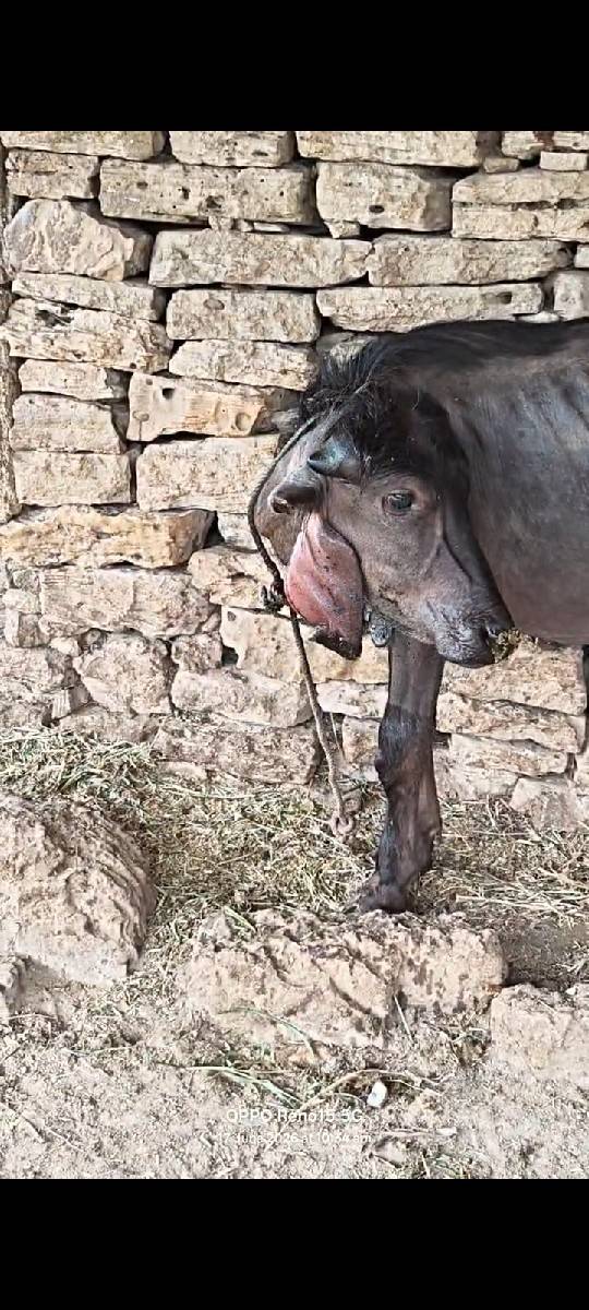 બે પાડી વેચવાની છે