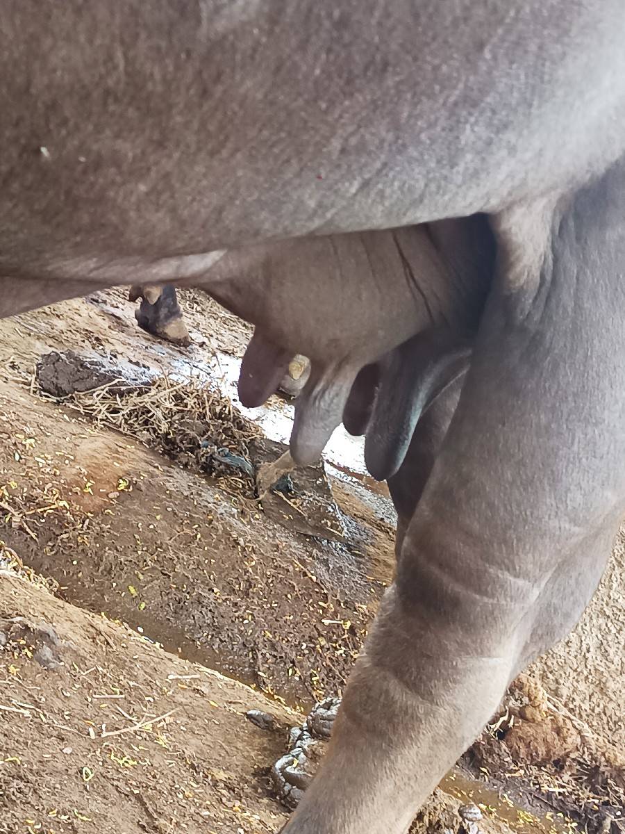 ભેંશ વેચવાની છે