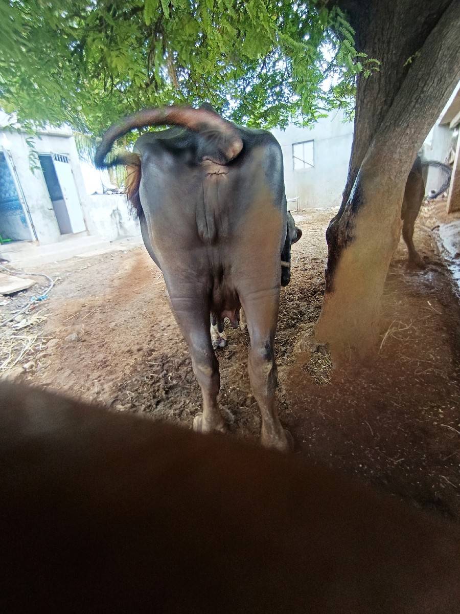 ભેંશ વેચવાની છે