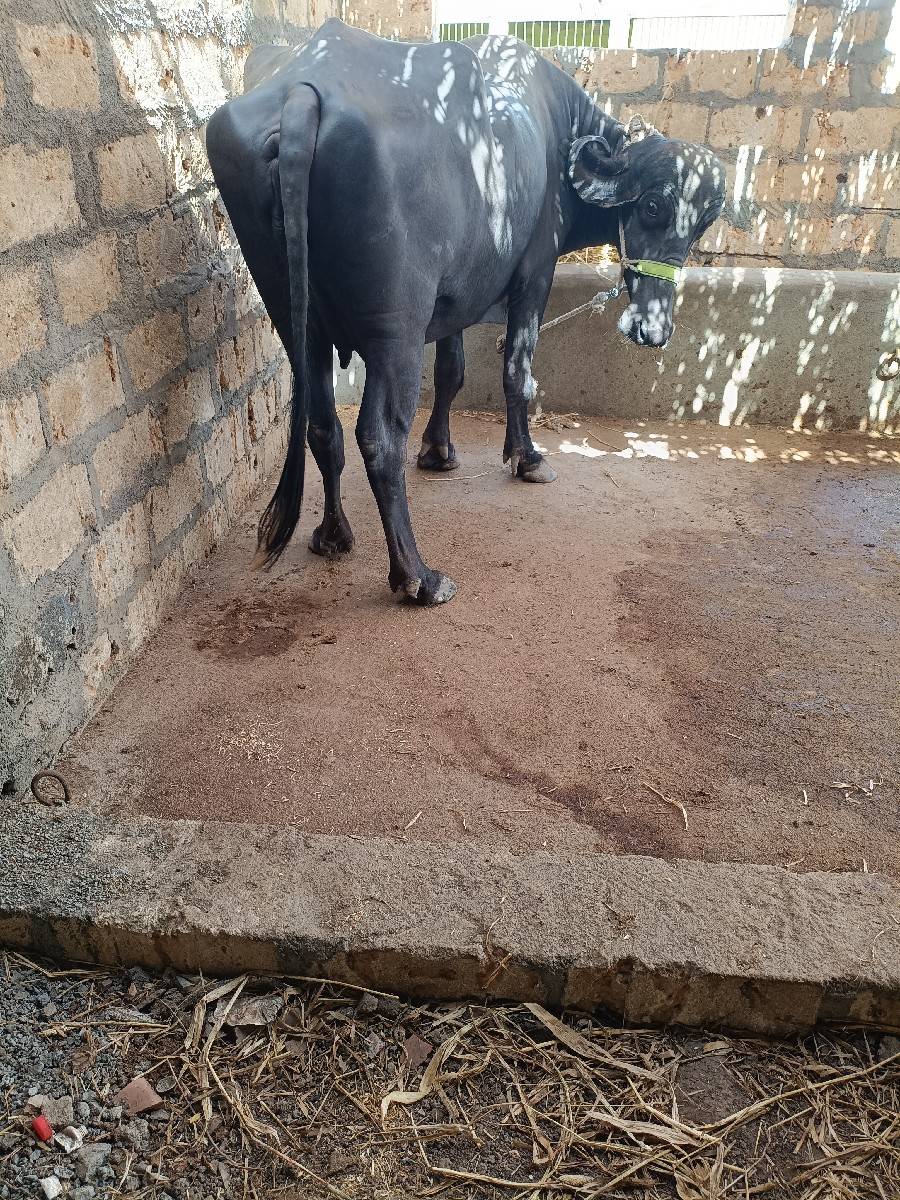 ખડેલી