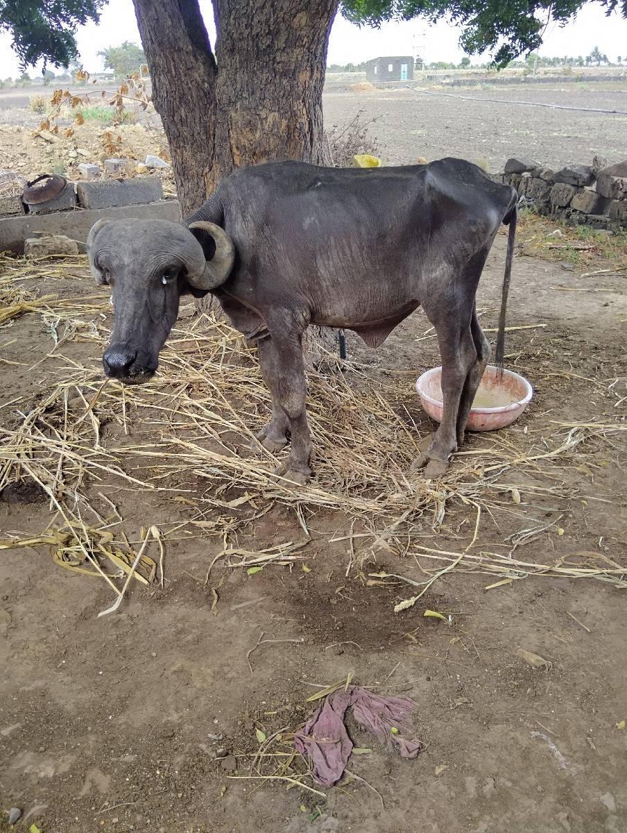 ખડેલુ વેચવાનુ છે