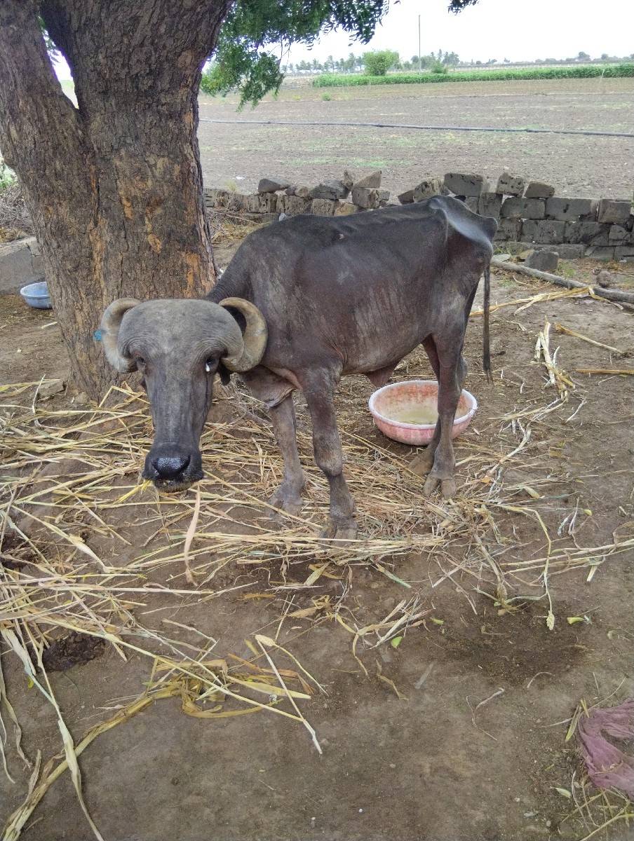 ખડેલુ વેચવાનુ છે